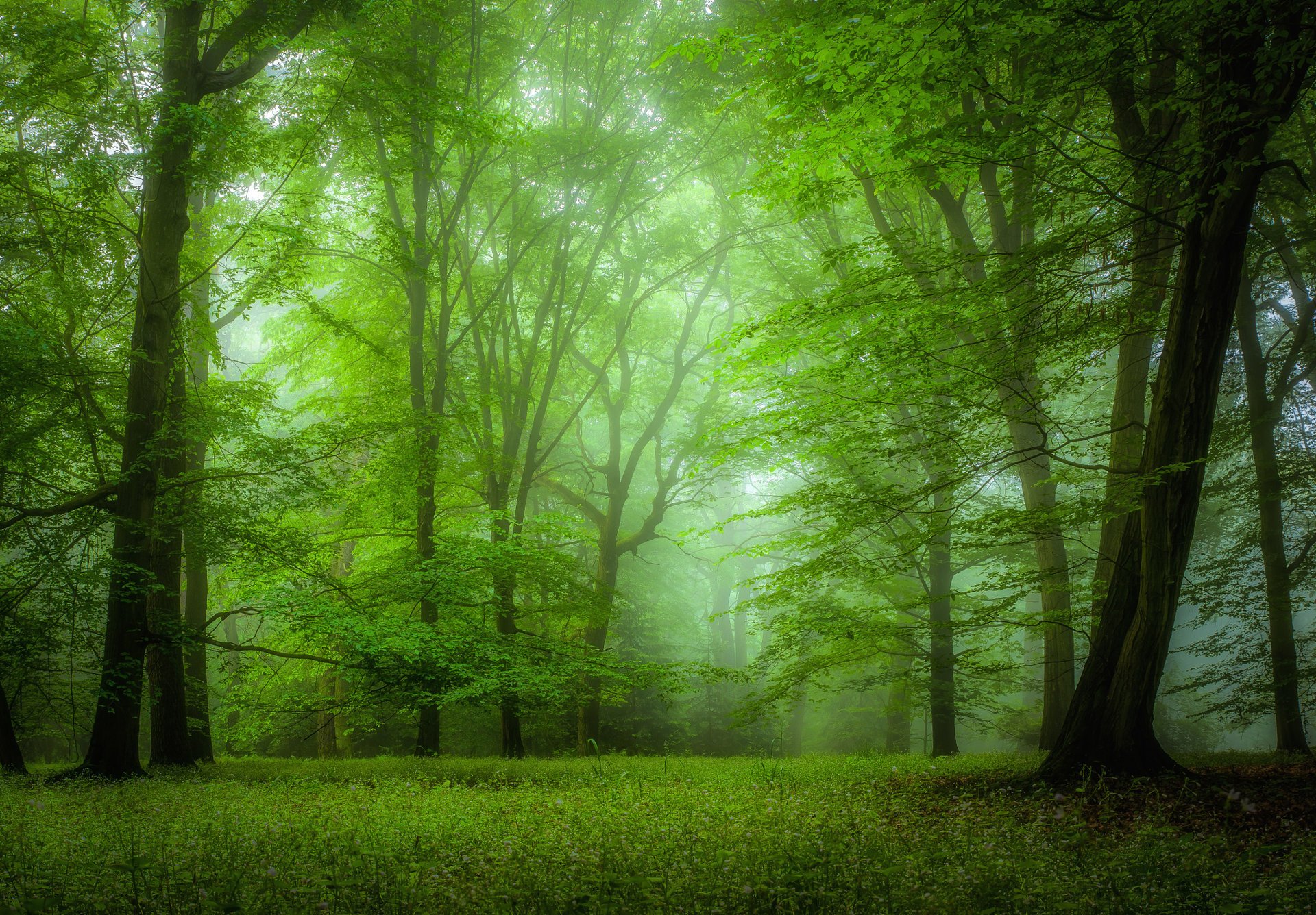 natur wald park bäume nebel grün