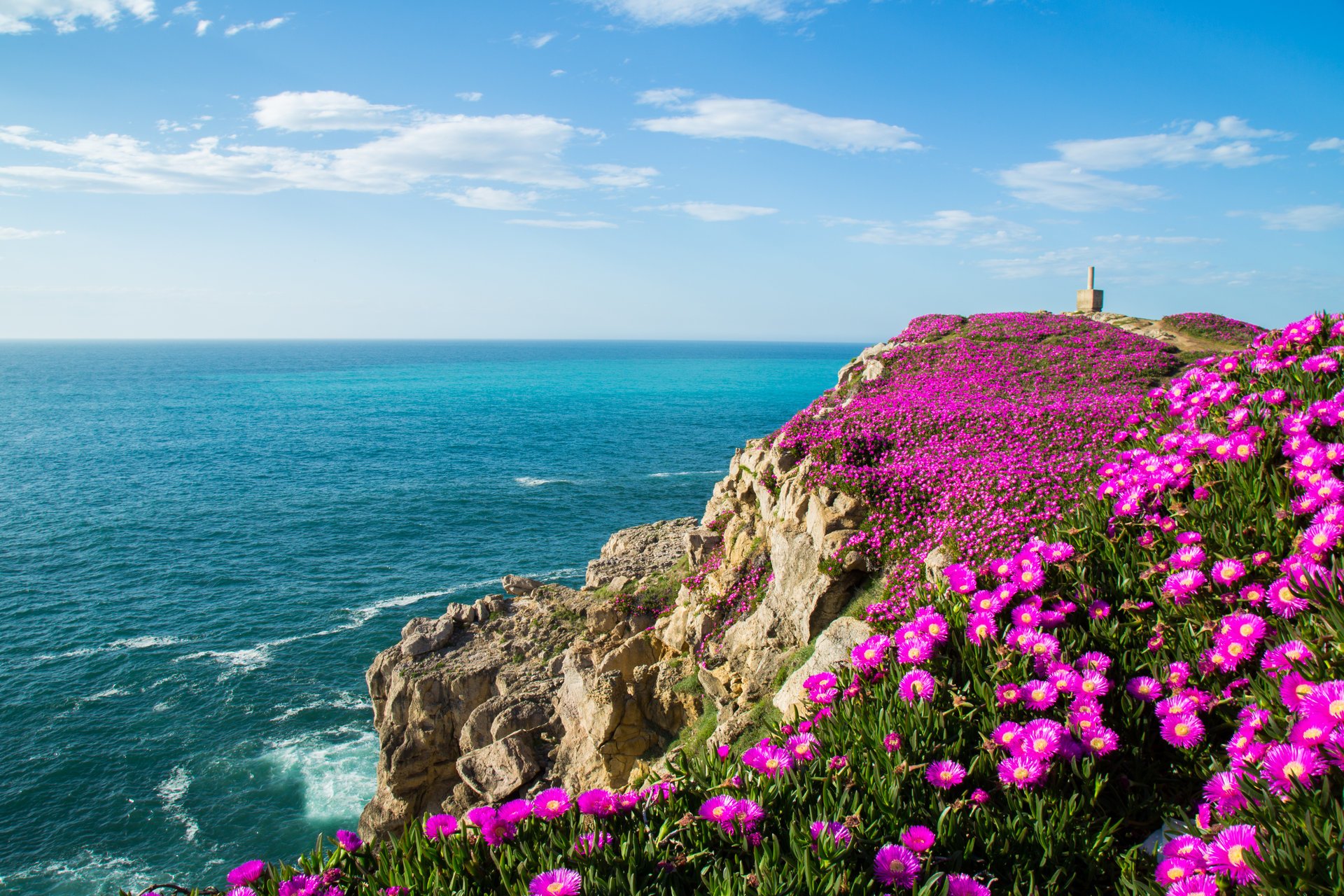 cantabria the bay of biscay flowers spain