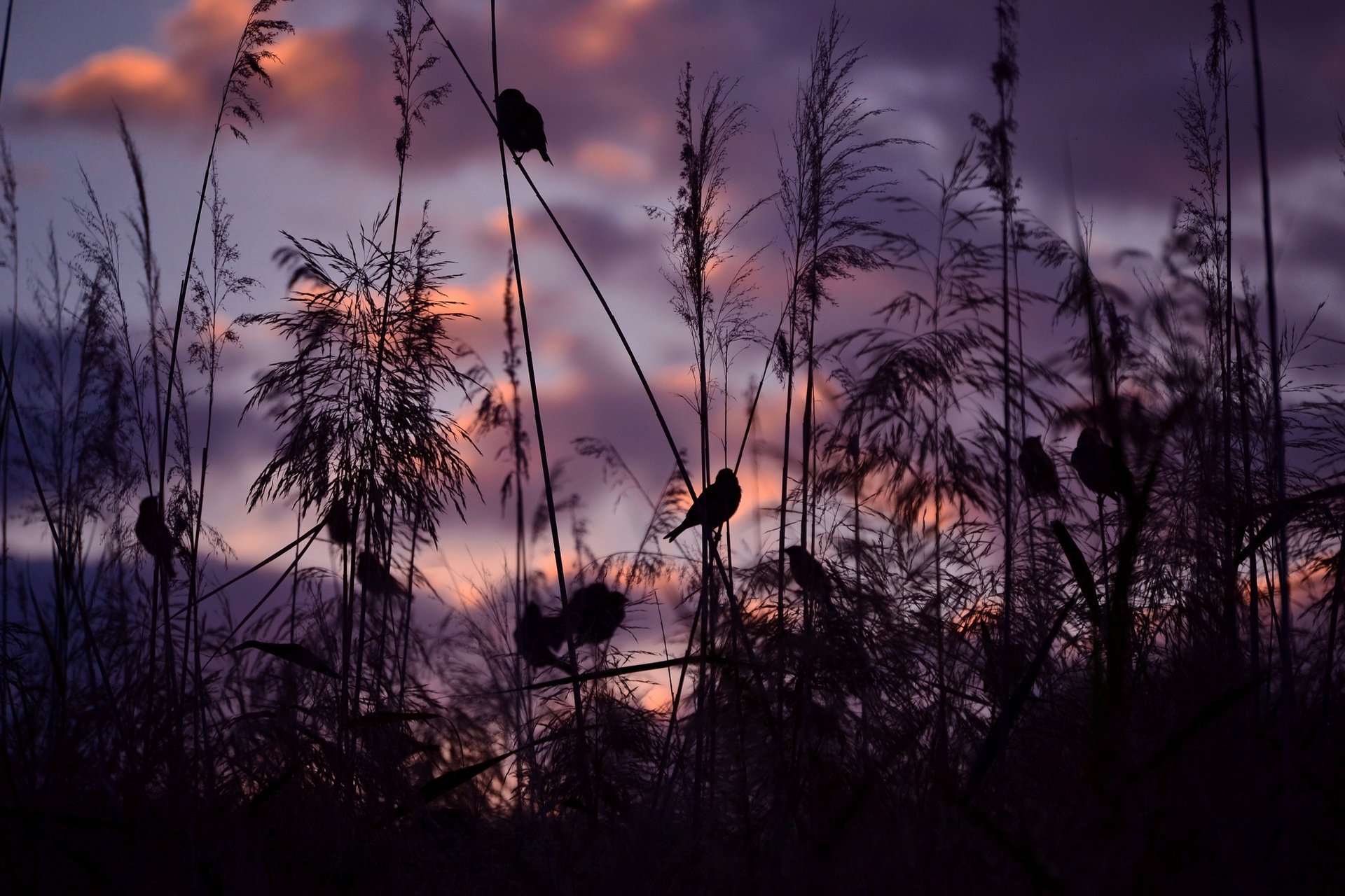 nature oiseaux coucher de soleil moineaux