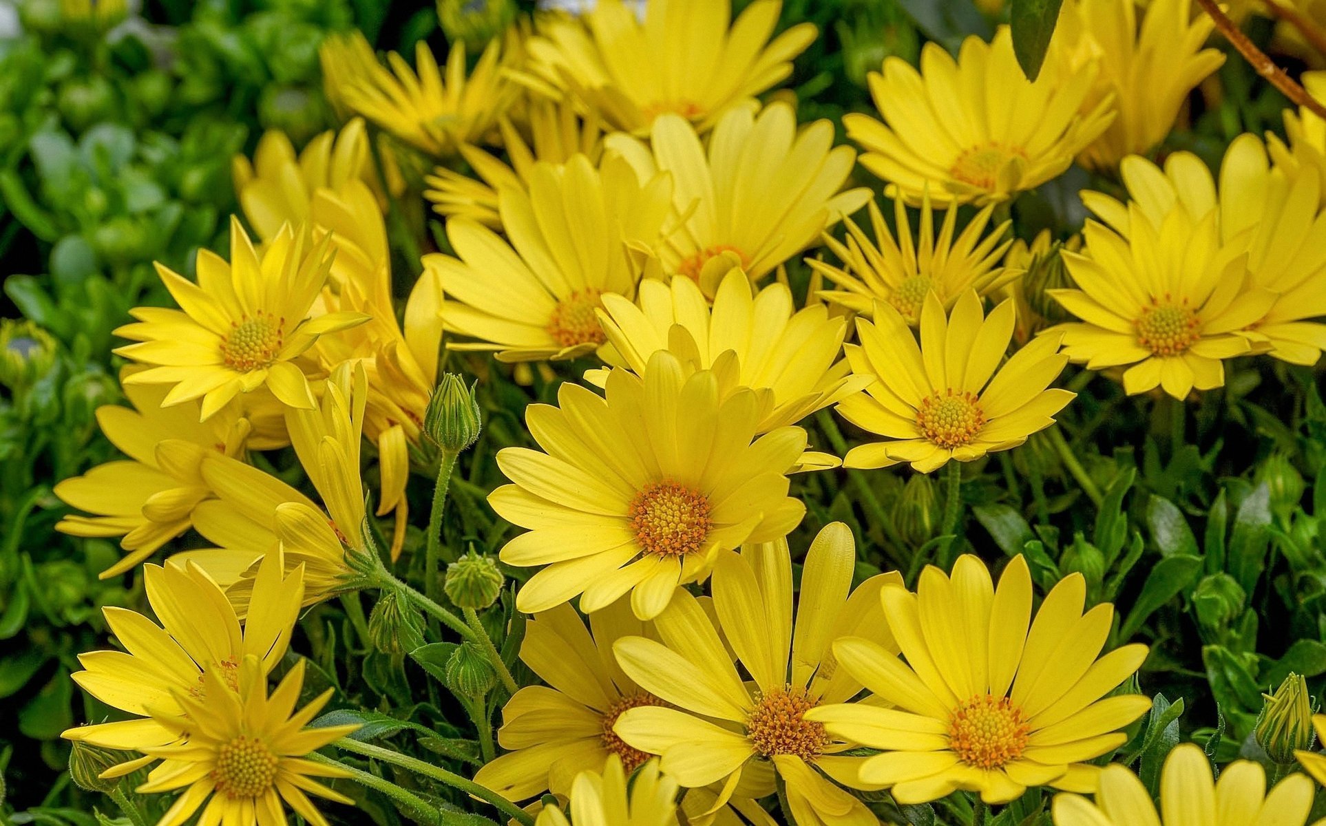 yellow chamomile