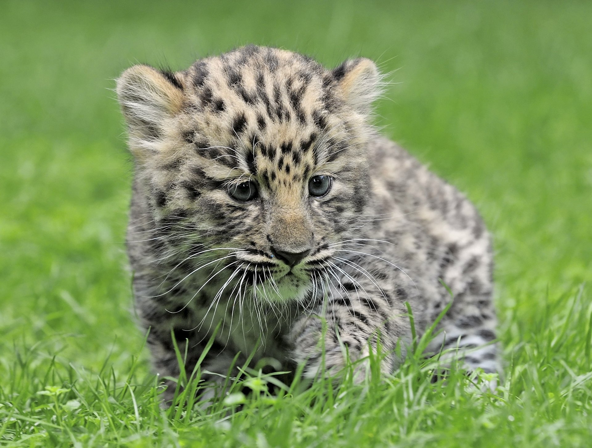 leopardo cachorro