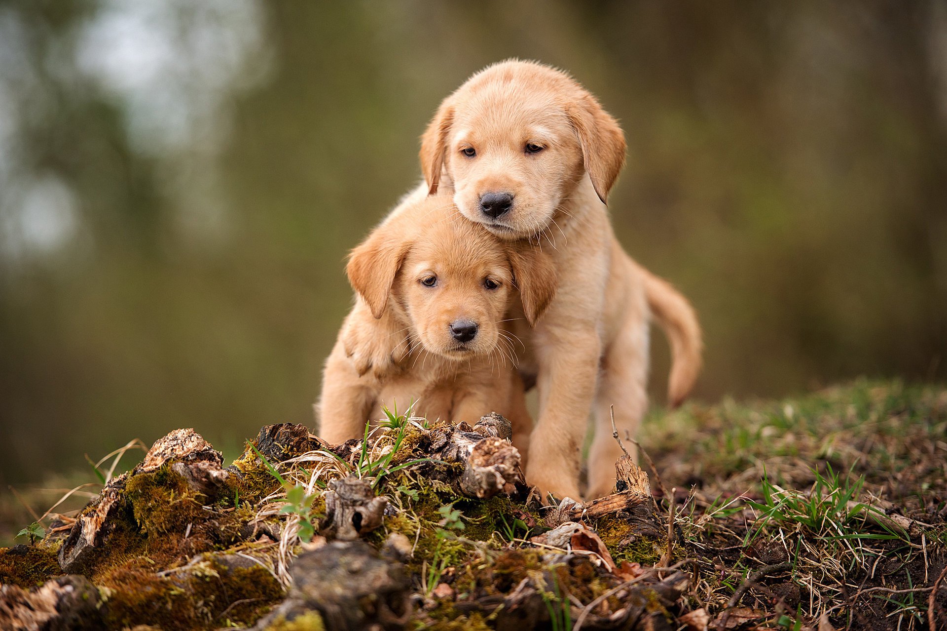 psy szczenięta bracia przyjaciele labrador retriever