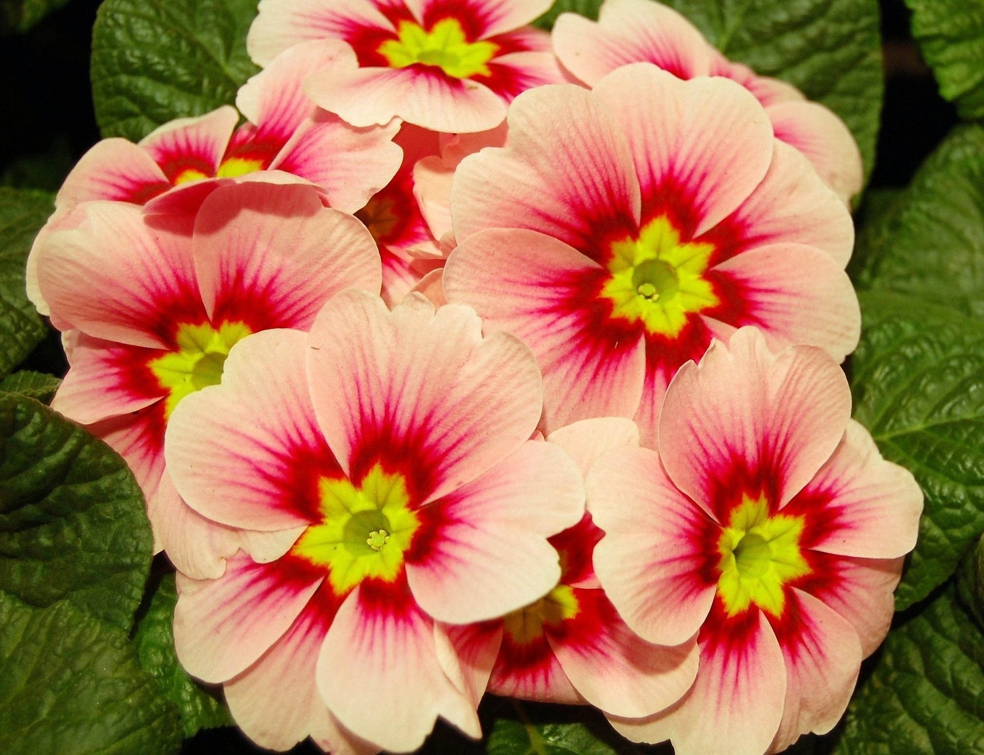 primula rosa