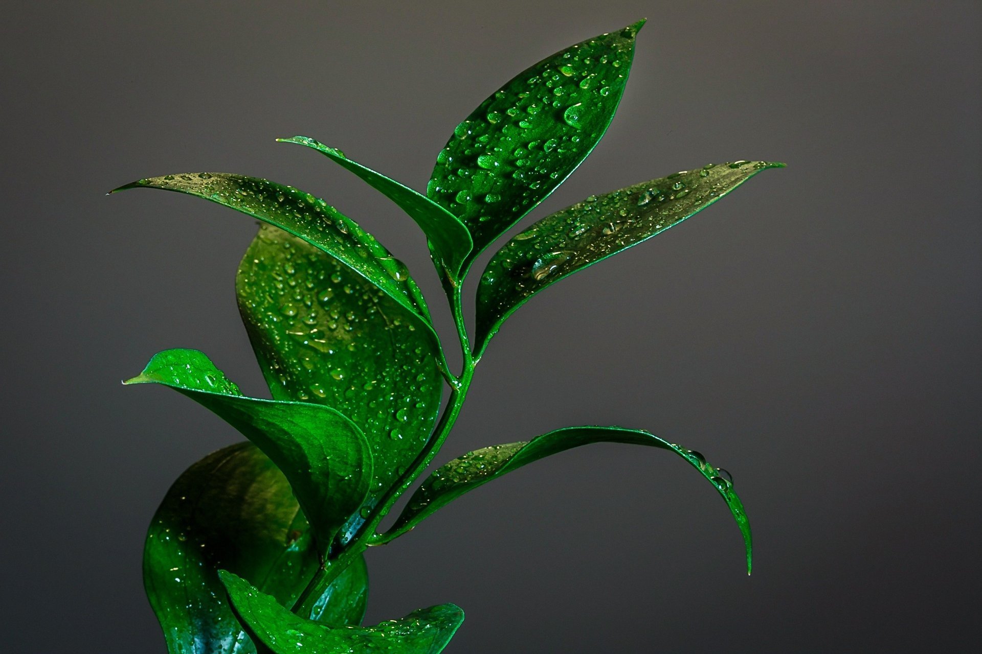 in the drops macro theme green sprig