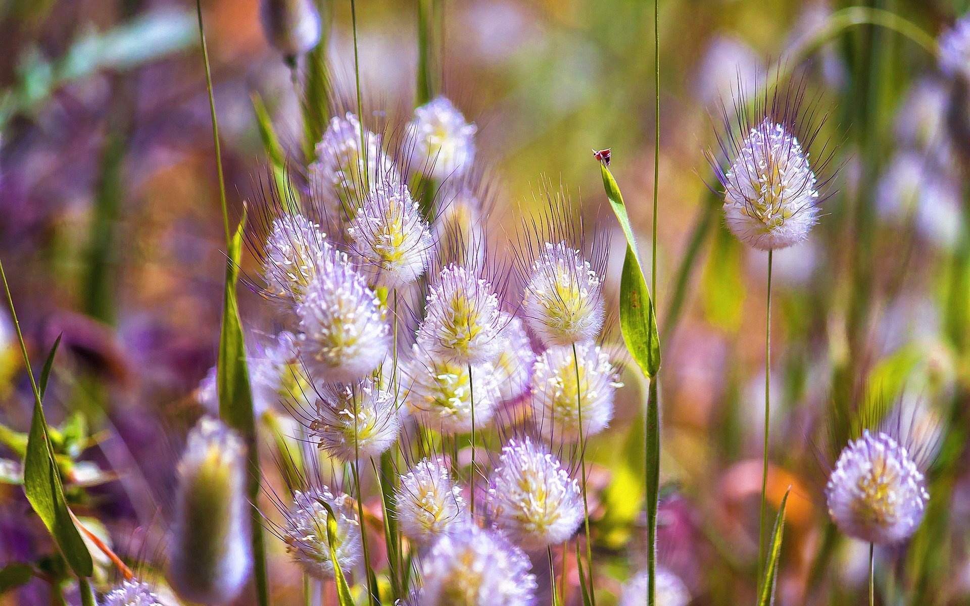 flowers spring