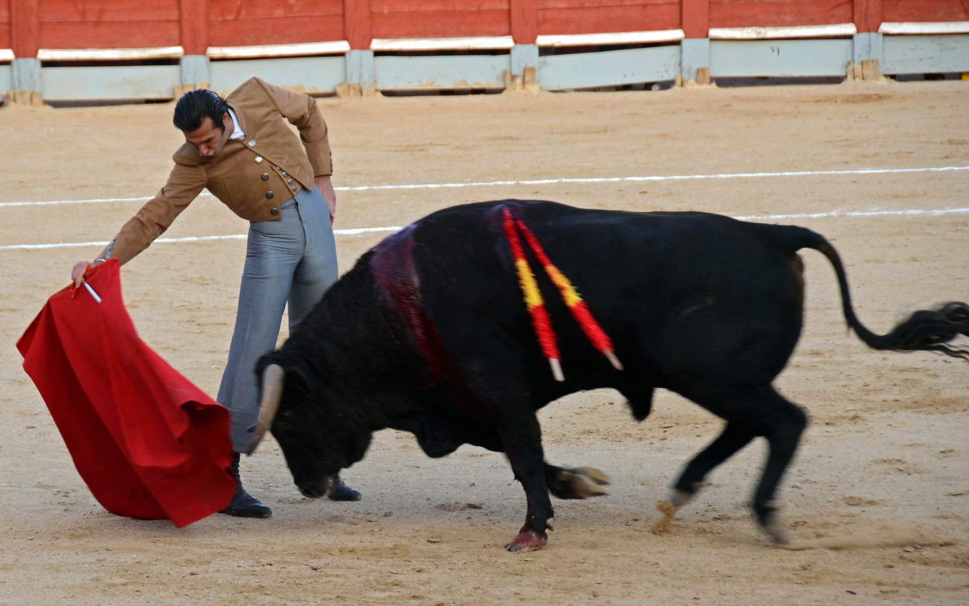 toros fiesta festiwal bull hiszpania