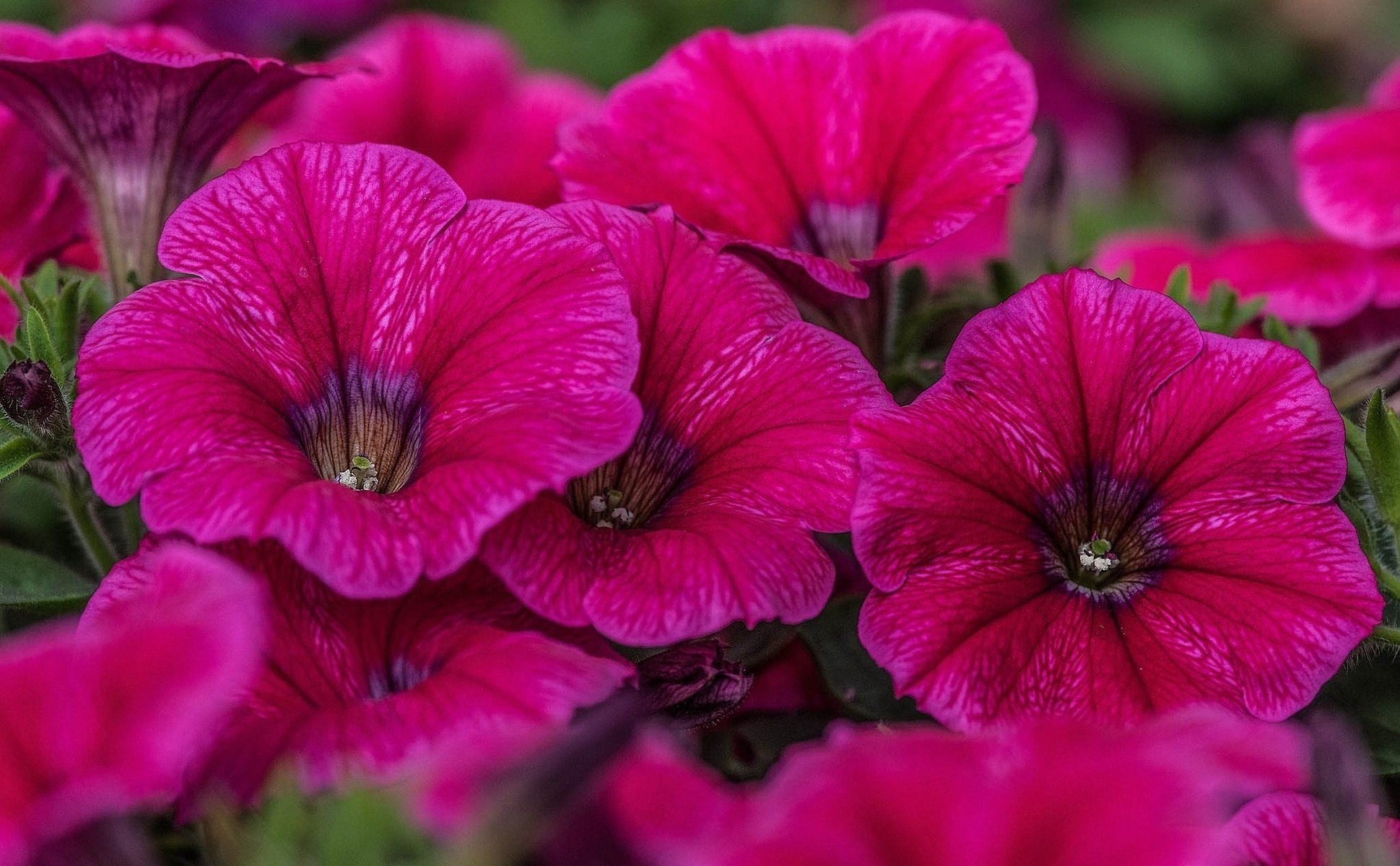 petunias rosas