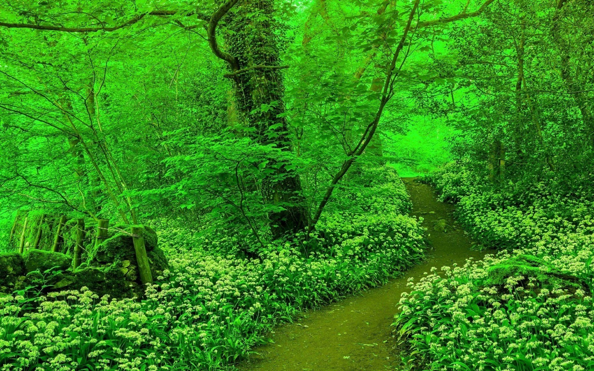 forest summer green