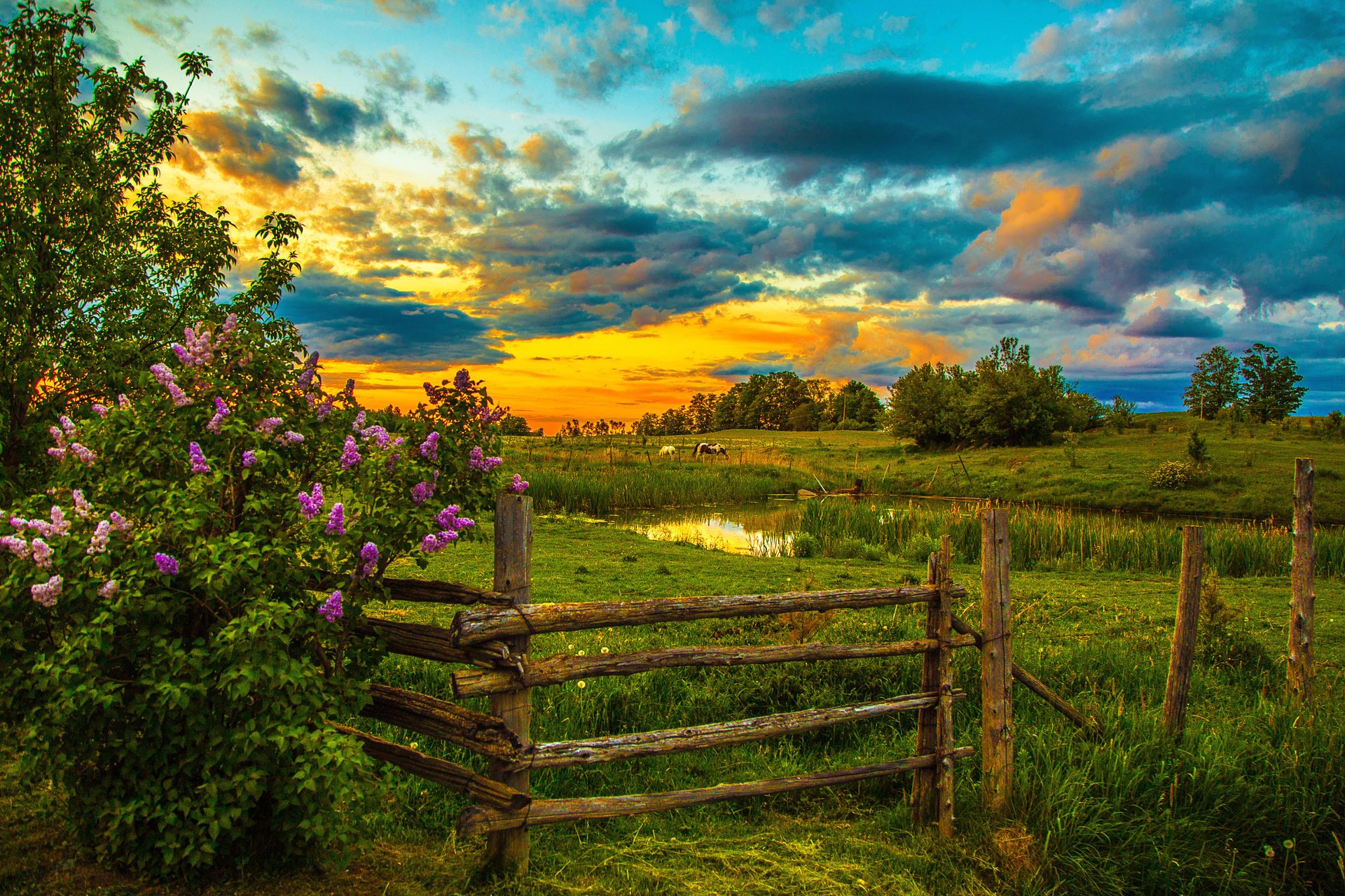 nature coucher de soleil lilas étang chevaux clôture