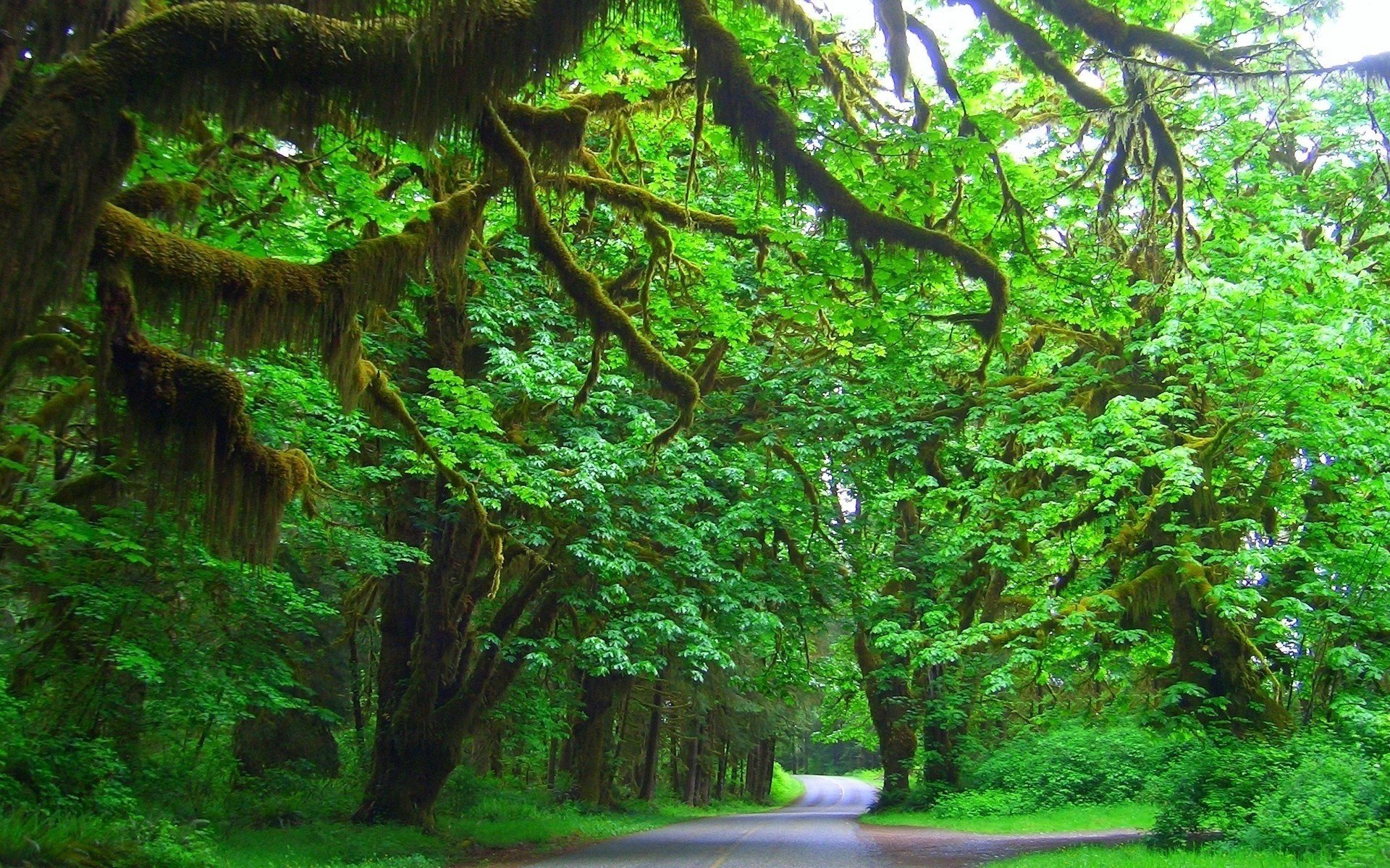 straße natur grün wald