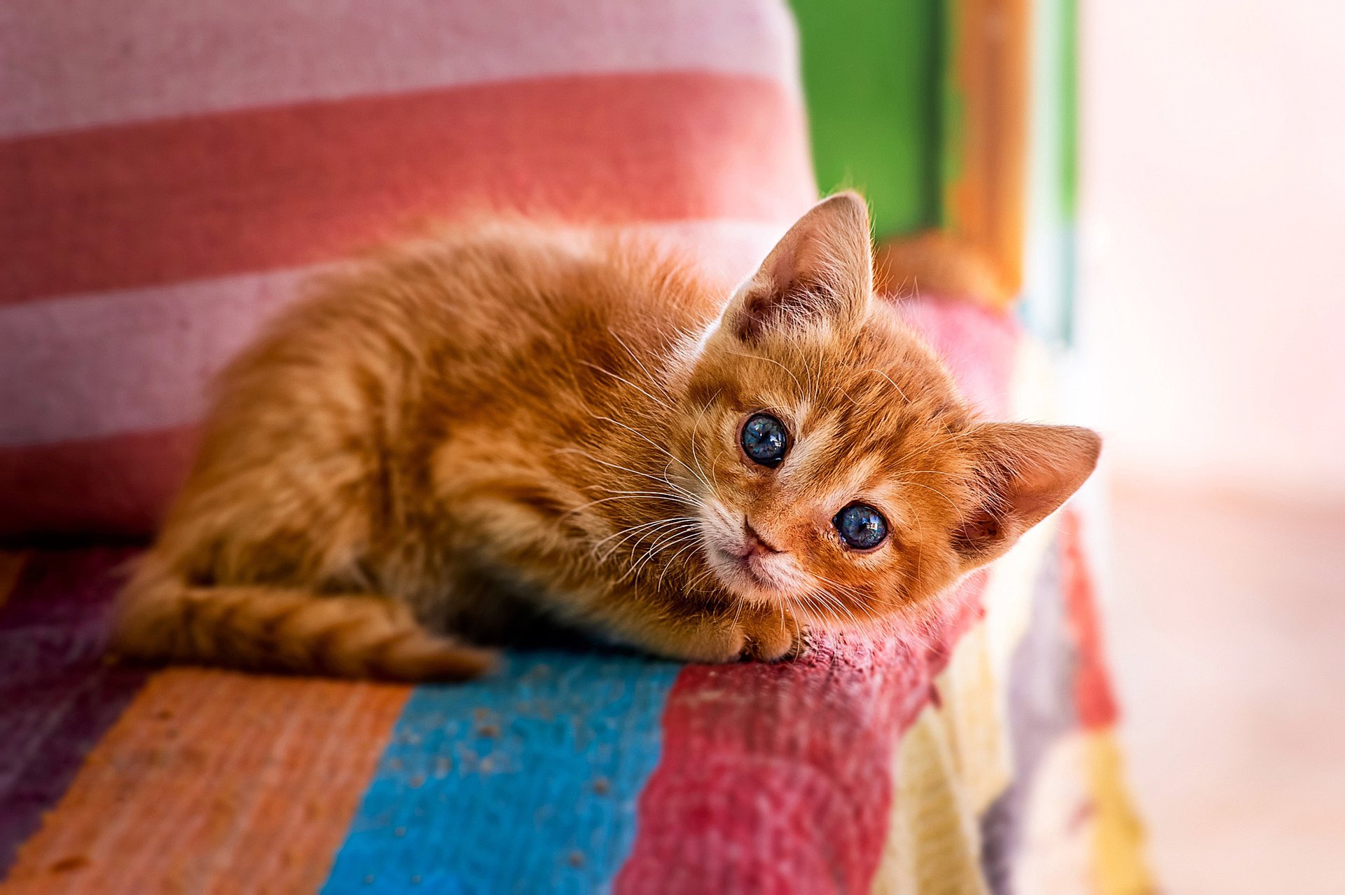 katze kätzchen rot blaue augen