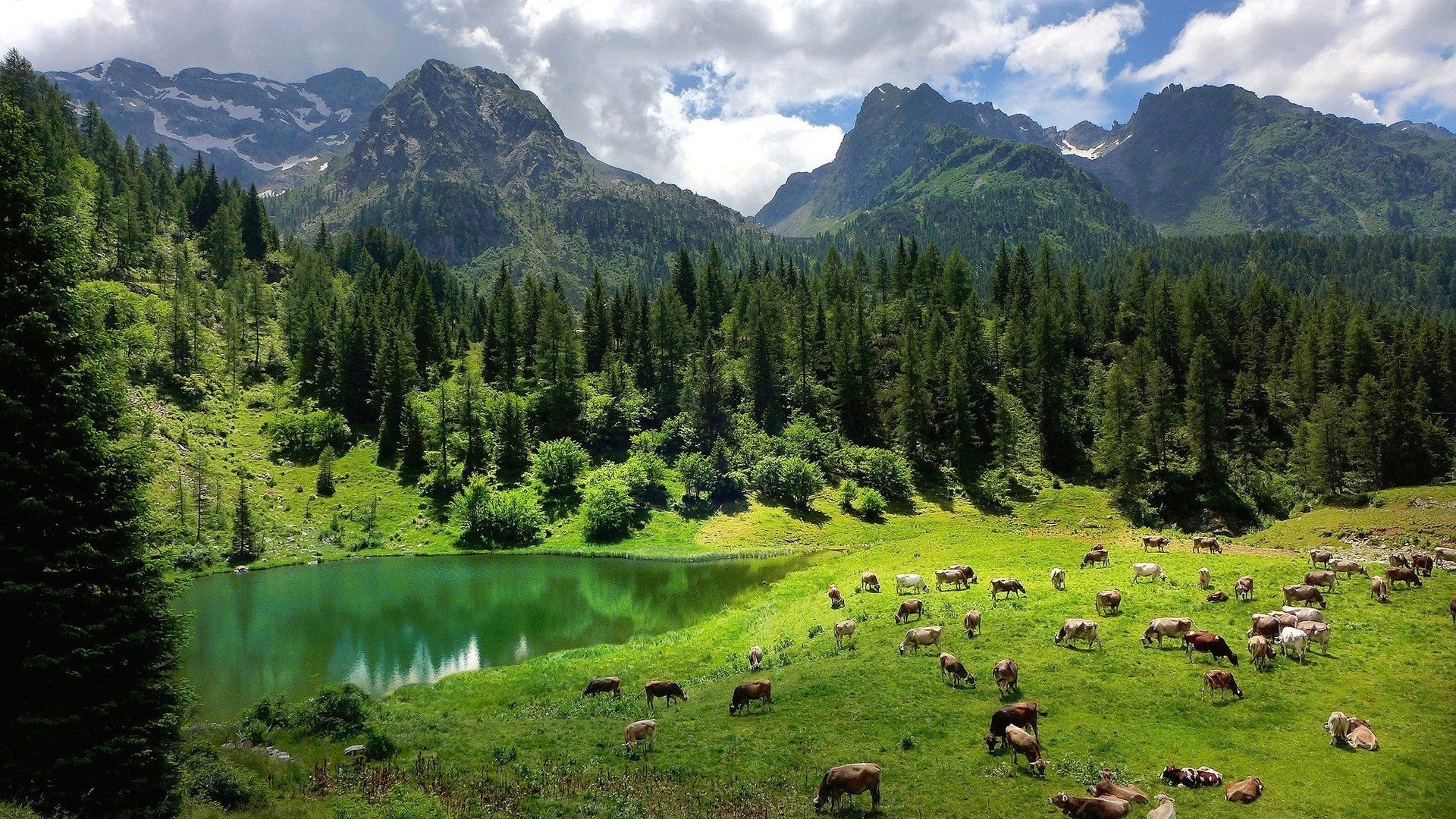 nature alpes forêts joliment lac