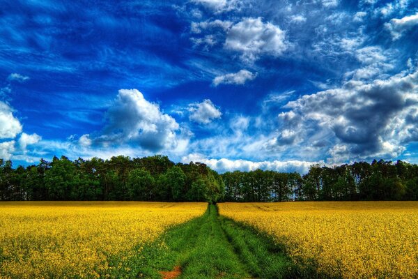 Der Weg über das gelbe Feld führt in den Wald