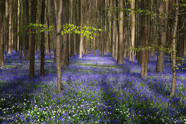 Blue bells decorated the forest