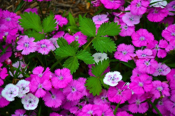 Schöne Nelkenblüten Nahaufnahme