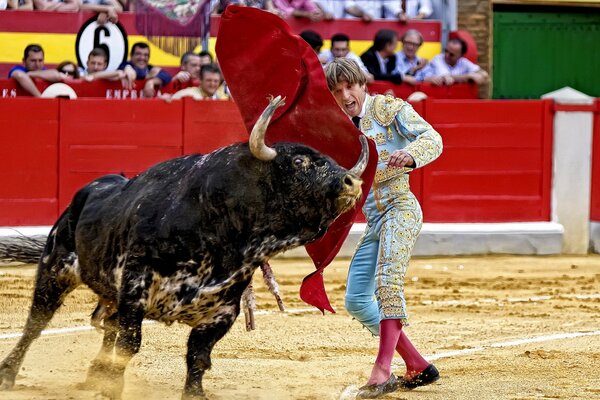 Toro che corre sul torero urlante