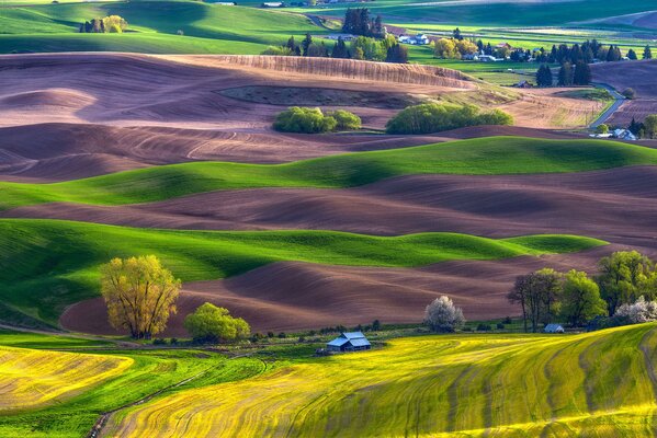 The mountain plain is painted with fields of lavender greenery and rapeseed