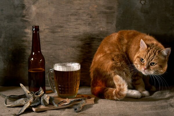 Kot wszedł na piwo z woblą