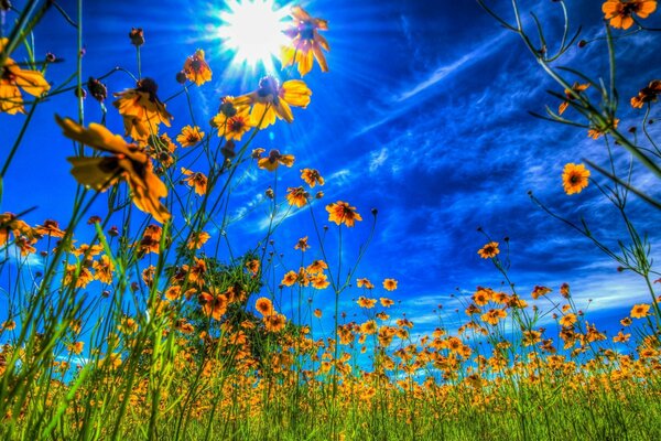 Fiori selvatici in pieno sole