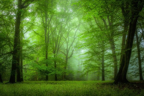 Boscaglia verde nel pomeriggio