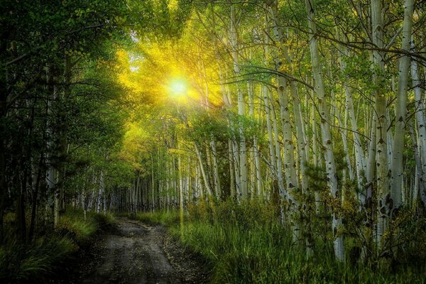 The rays of the bright sun break through the birches