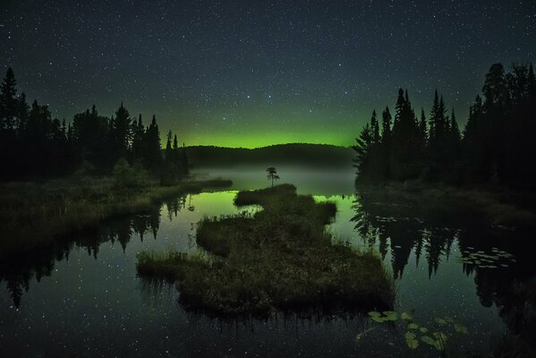 Aurores boréales dans la forêt de nuit