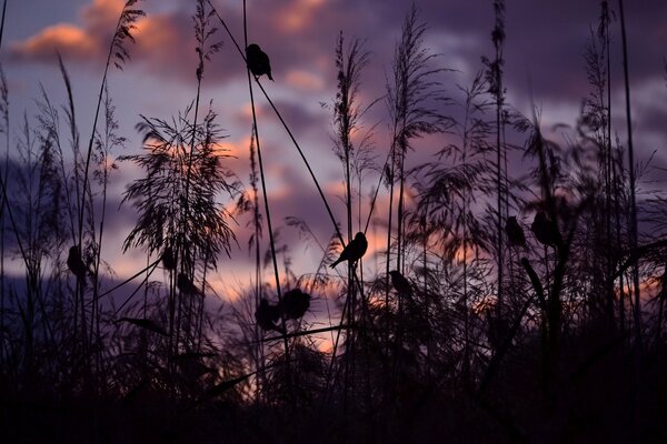 Silhouette eines Vogels im trockenen Gras bei Sonnenuntergang