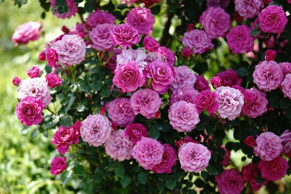 Rosa ordentlicher Busch in der Natur