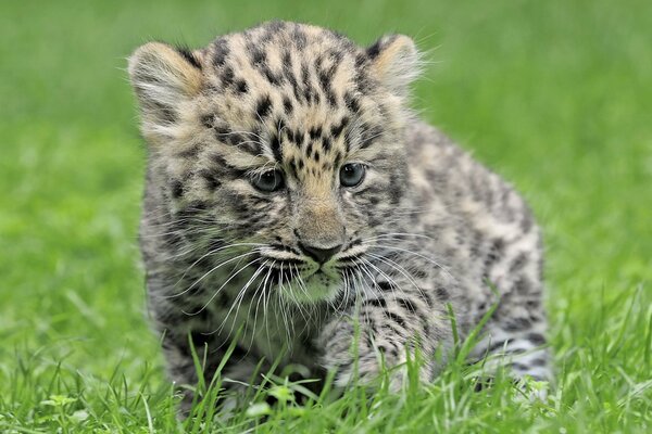 A leopard cub is sitting in the grass