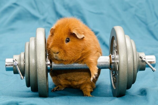 Strong guinea pig with dumbbells