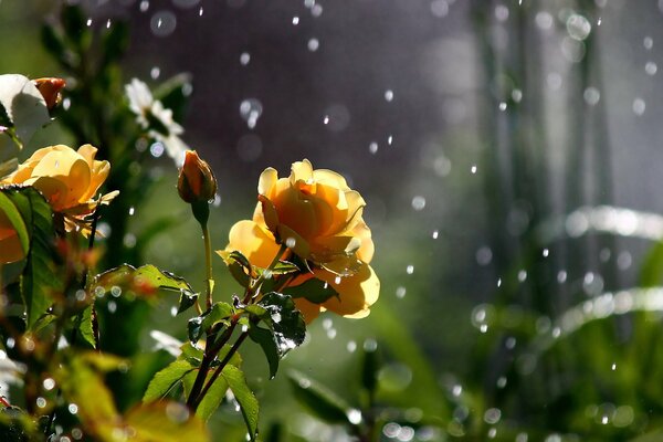 Roses jaunes avec des gouttes de pluie