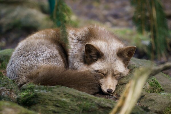 Renard dans la forêt