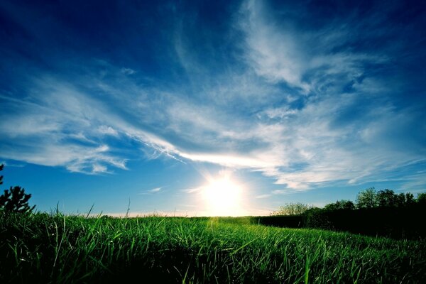 Champ vert et ciel bleu en été