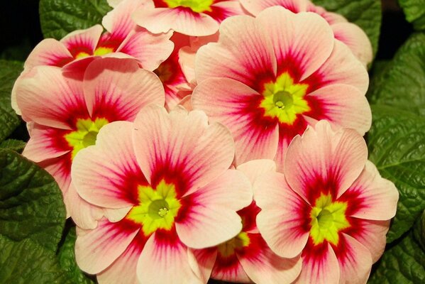 Pink primrose flowers with a yellow center