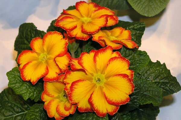 Bellissimi fiori di primula gialla