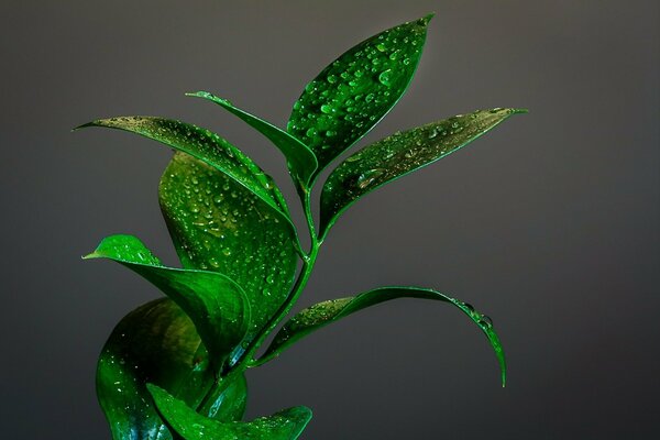 A green plant in dew drops