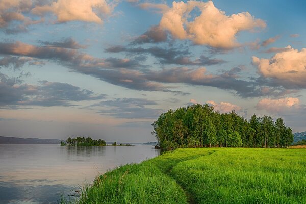 Erba verde e alberi vicino al fiume in estate