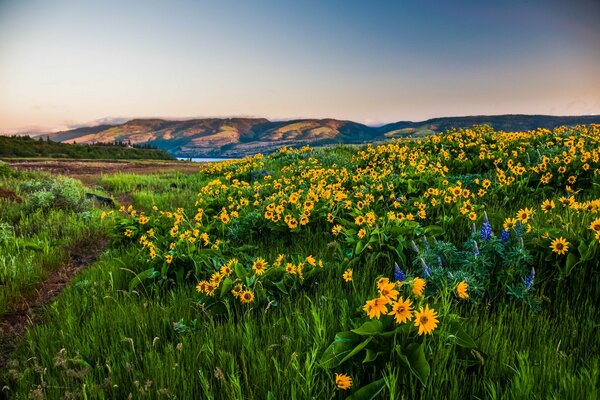 Fiori gialli che crescono nei prati di montagna