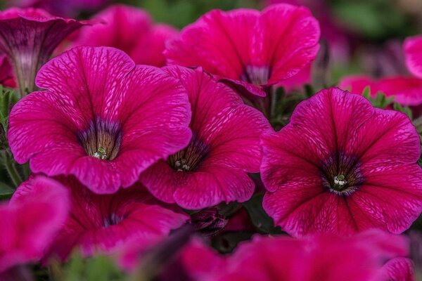 Pink petunia flowers in the shape of bells