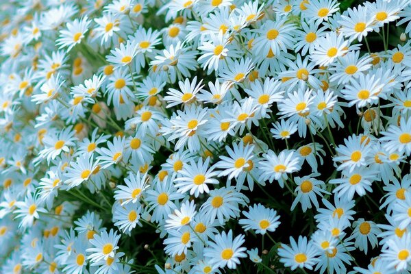 Lots of white daisies close-up