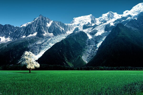 A lonely tree on the background of snow-capped mountains