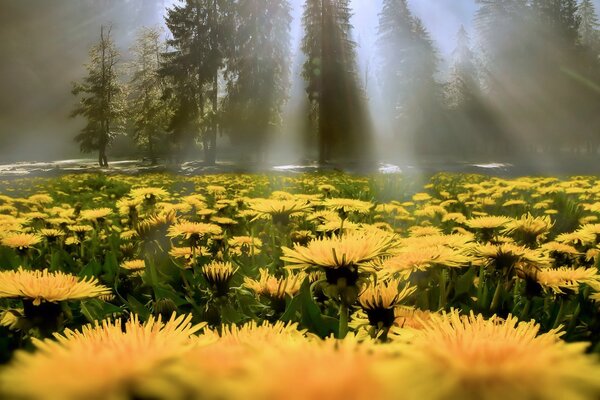 A glade of yellow dandelions meets the rays of the sun from behind dense pines