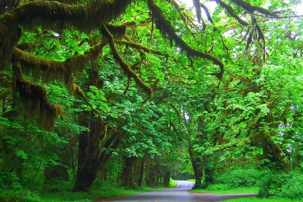 La strada in lontananza. Bella foresta verde