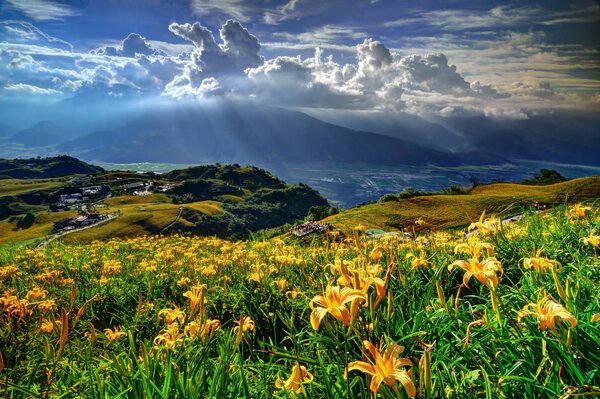 Ein Feld von gelben Blumen in den Bergen