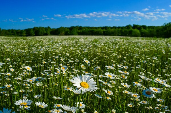 Campo estivo di margherite su uno sfondo di cielo blu