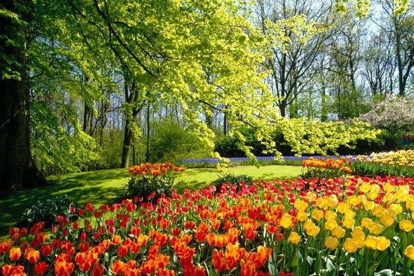 The edge of the forest is covered with a tulip carpet.