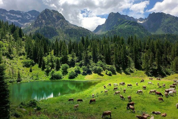 Alpenlandschaft mit weidenden Kühen