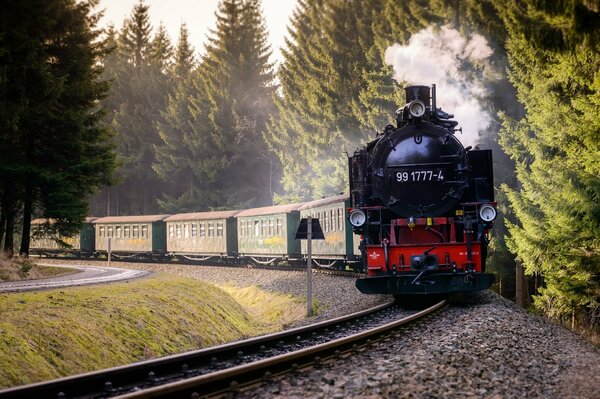 Reise mit dem Zug durch einen schicken Wald