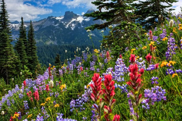 Flores de montaña brillantes y coloridas