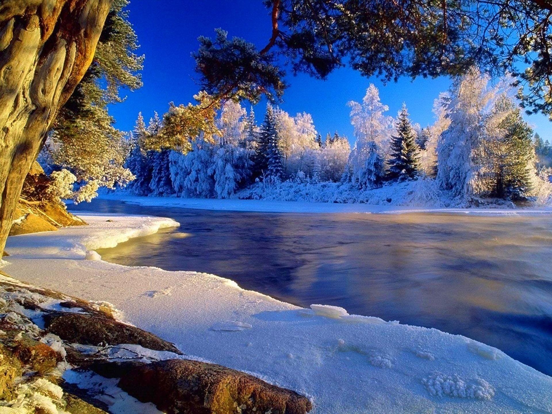 hiver givre arbres rivière